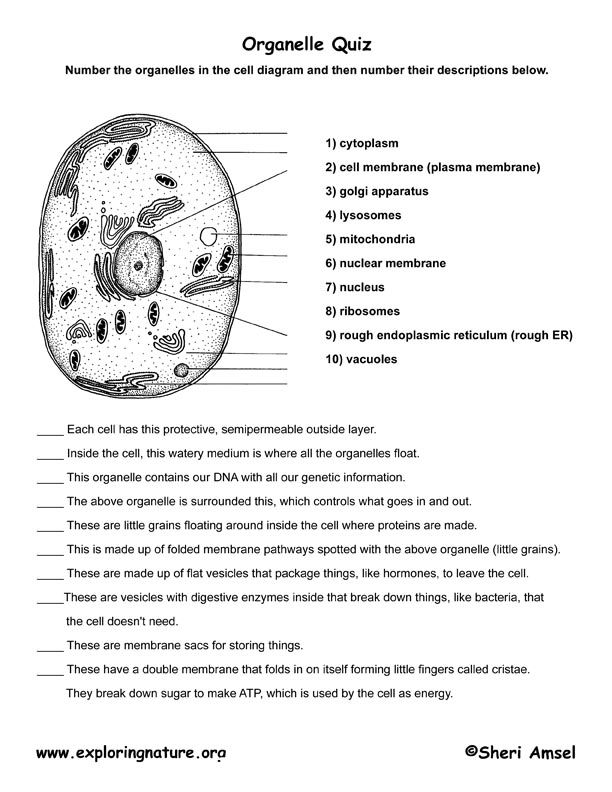 Printables Parts Of The Cell Worksheet 1000 images about cells photosynthesis mitosis on pinterest cell organelle quiz