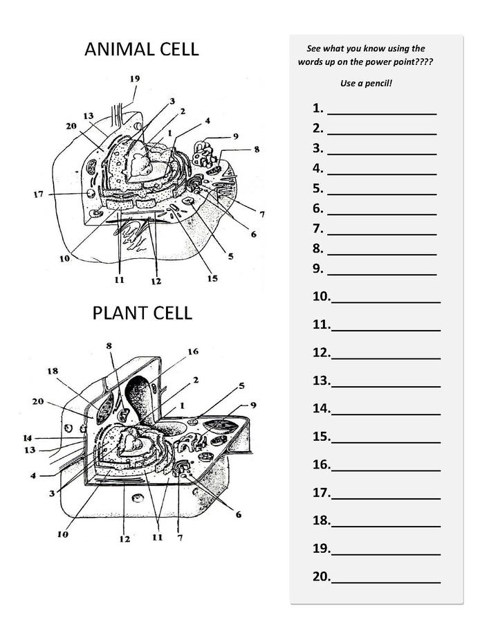 Printables Parts Of The Cell Worksheet rethinking worksheets and student engagement lepreezys learning log plant animal cell parts functions chart