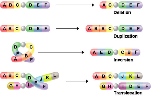 Printables Genetic Mutations Worksheet gene mutations worksheet abitlikethis applied genetics