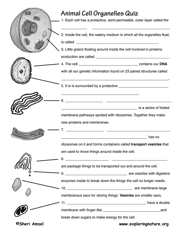 Printables Parts Of The Cell Worksheet 1000 images about cell structurefunction on pinterest model learning styles and passive transport