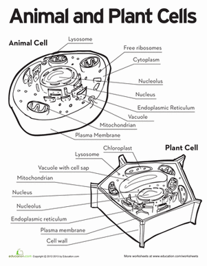 Printables Parts Of The Cell Worksheet 1000 images about plant and animal cells on pinterest life science plants biology