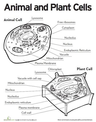 Printables Parts Of The Cell Worksheet 1000 images about plant and animal cells on pinterest velvet cake cell model plants