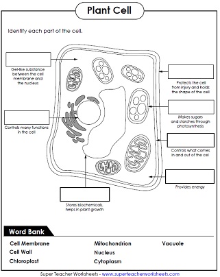 Printables Parts Of The Cell Worksheet animal and plant cell worksheets parts label worksheet