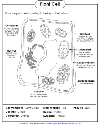 Printables Animal Cell Worksheet animal and plant cell worksheets parts coloring