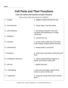 Printables Parts Of The Cell Worksheet cell parts functions instant worksheets functions