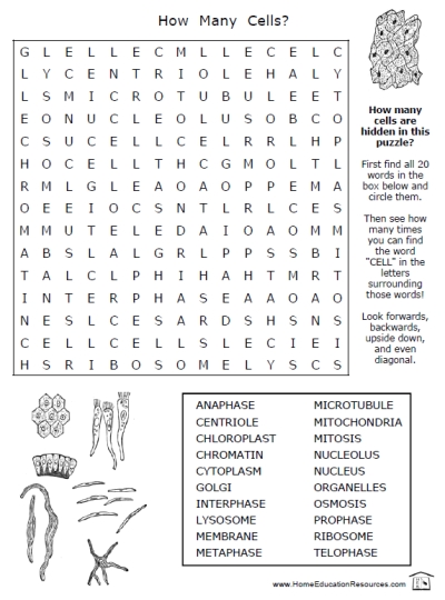 Printables Parts Of The Cell Worksheet cells worksheets frans freebies free pritnable printable science puzzle search parts of the cell biology life fun