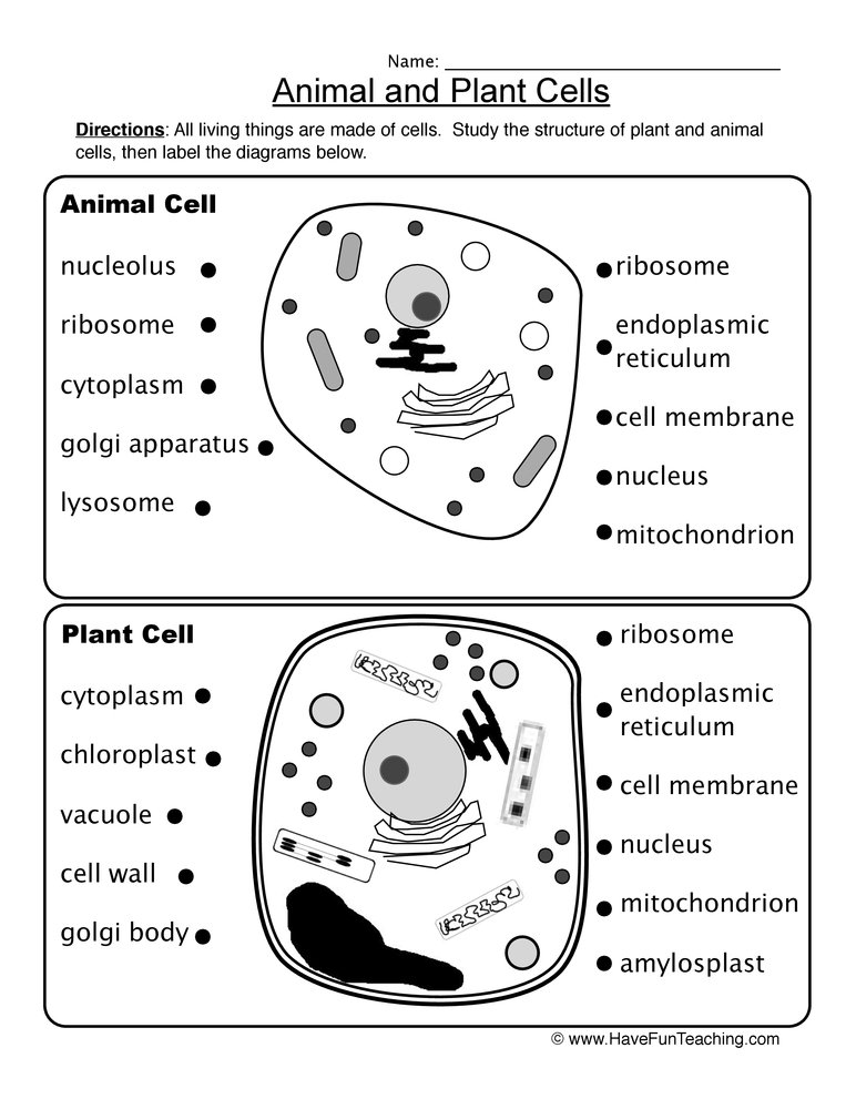 Printables Animal Cell Worksheet animal and plant cells worksheet worksheet