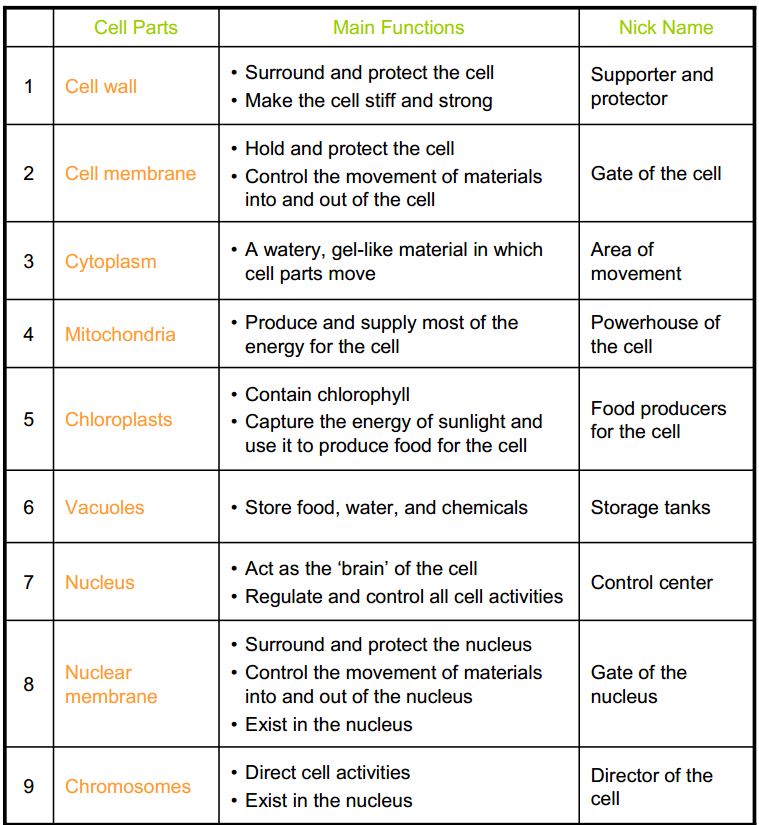 Printables Parts Of The Cell Worksheet animal and plant cell worksheet abitlikethis organelles coloring worksheet